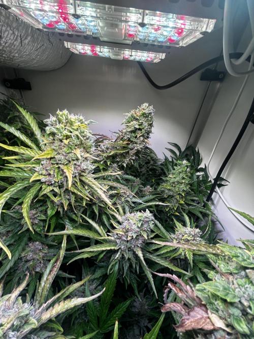 Fat Vino Auto. Week 10