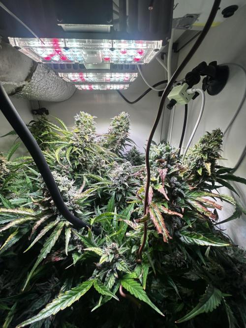 Fat Vino Auto. Week 10