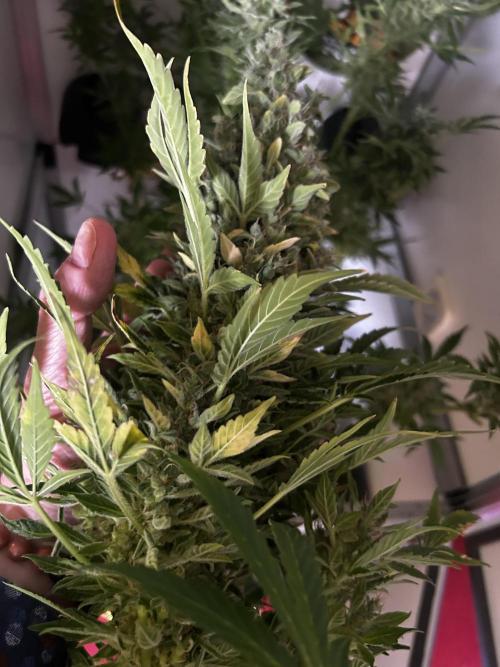Fat Vino Auto. Week 11