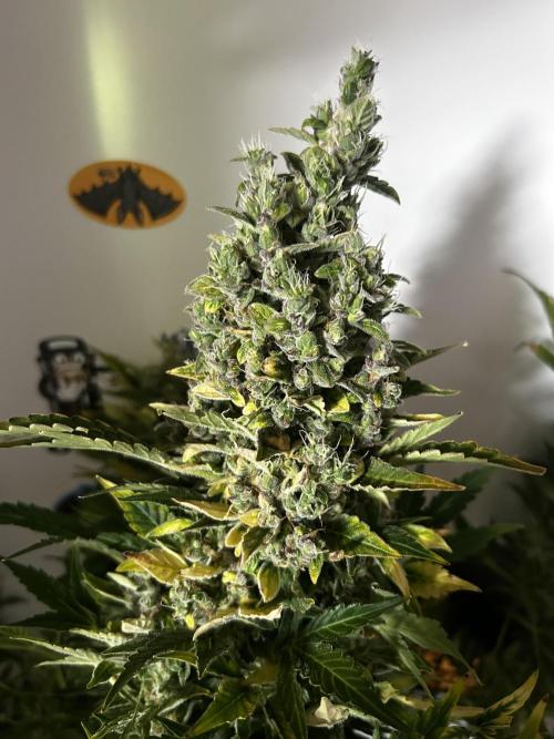 Fat Vino Auto. Week 11