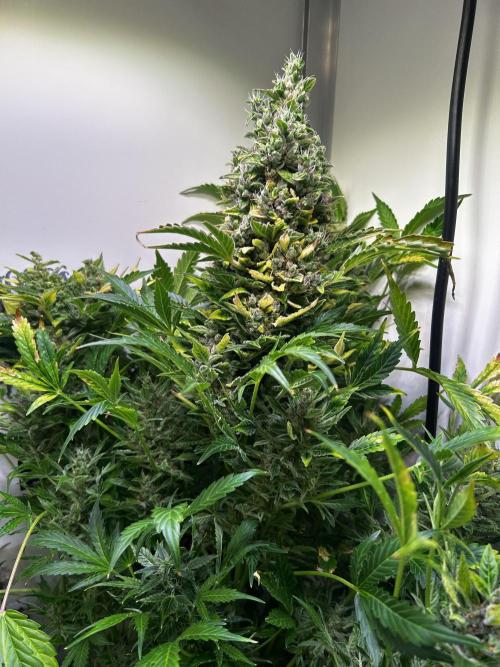 Fat Vino Auto. Week 11