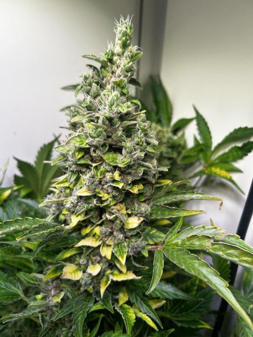 Fat Vino Auto. Week 11