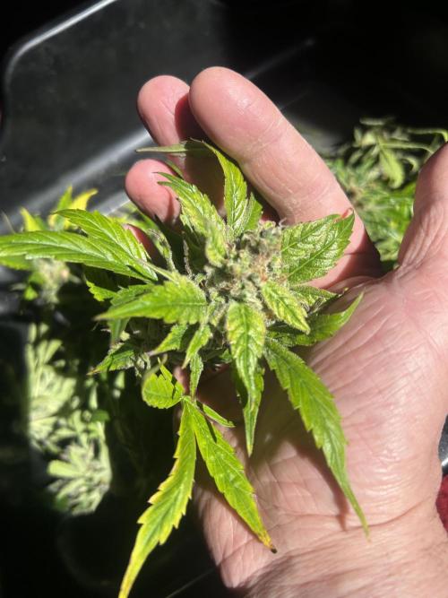 Fat Vino Auto. Week 11
