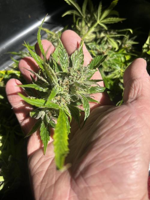 Fat Vino Auto. Week 11