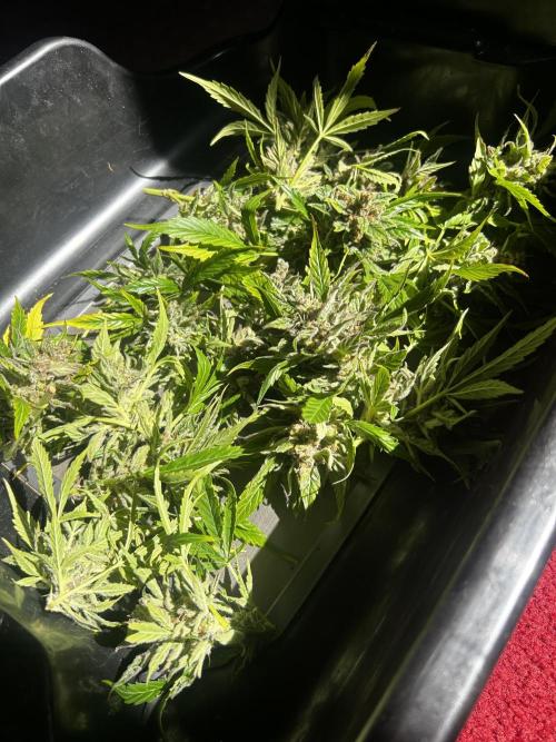 Fat Vino Auto. Week 11
