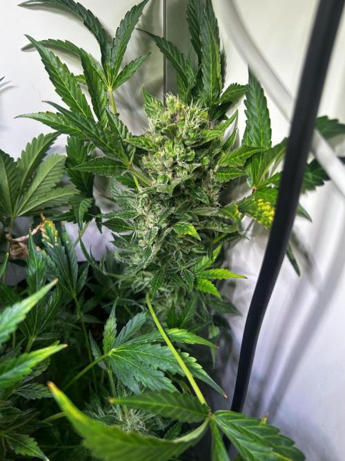 Fat Vino Auto. Week 11