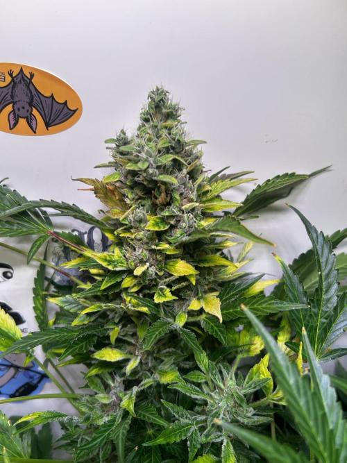 Fat Vino Auto. Week 11