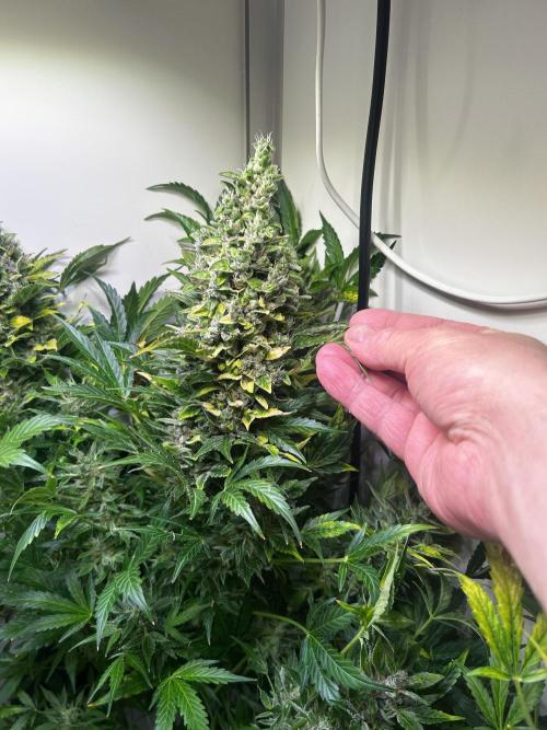 Fat Vino Auto. Week 11