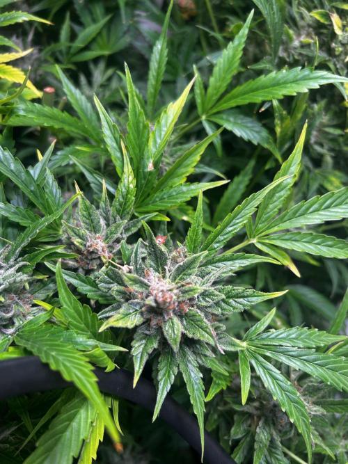 Fat Vino Auto. Week 11