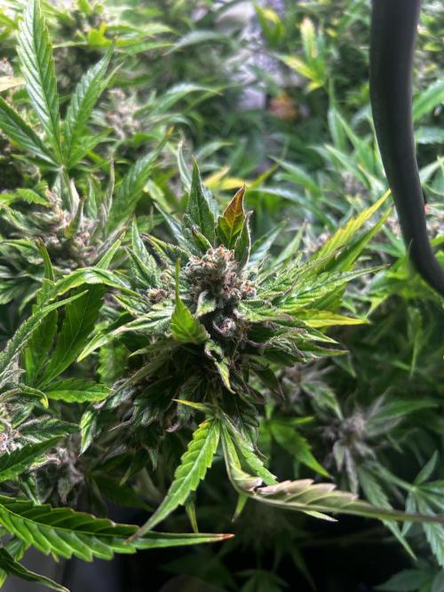 Fat Vino Auto. Week 11