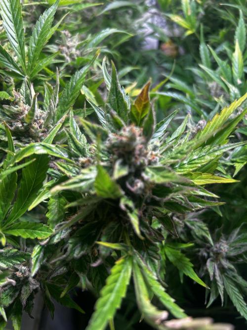 Fat Vino Auto. Week 11
