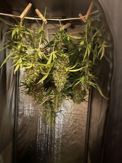 Fat Vino Auto. Week 11