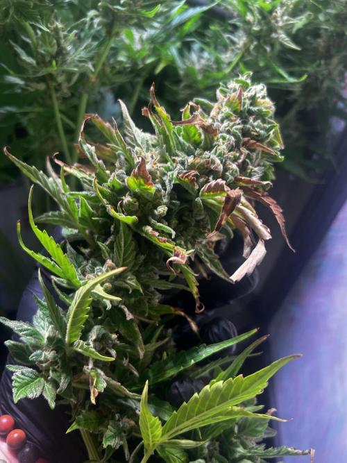 Fat Vino Auto. Week 11