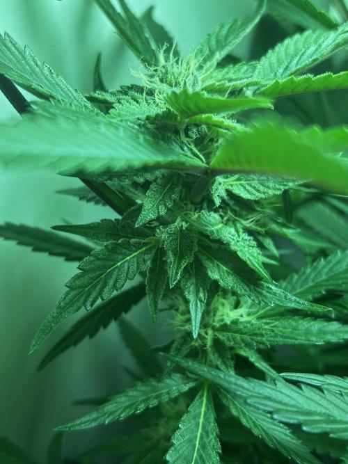 Ice Cream Haze. Week 9
