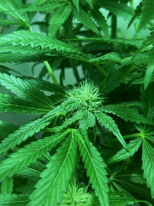 Ice Cream Haze. Week 9