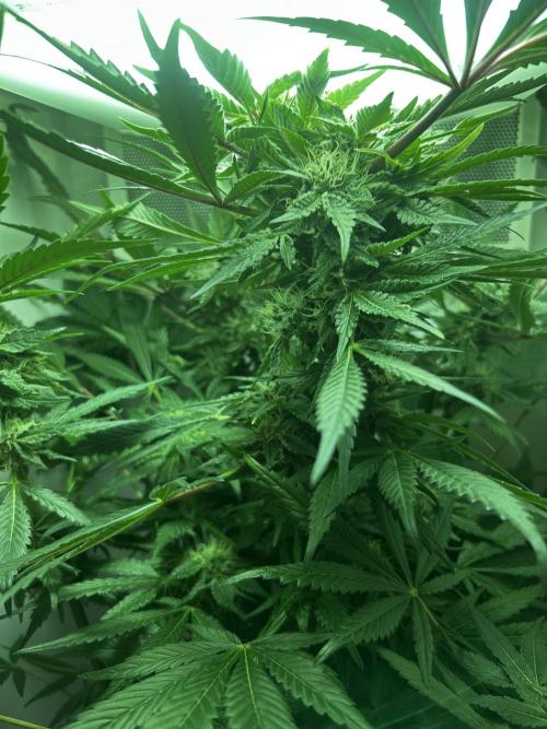 Ice Cream Haze. Week 9