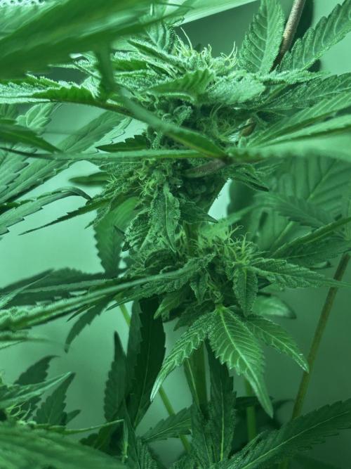 Ice Cream Haze. Week 9