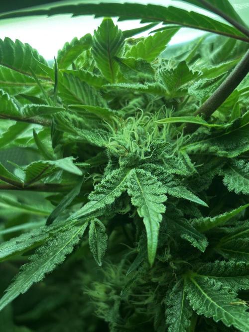 Ice Cream Haze. Week 9