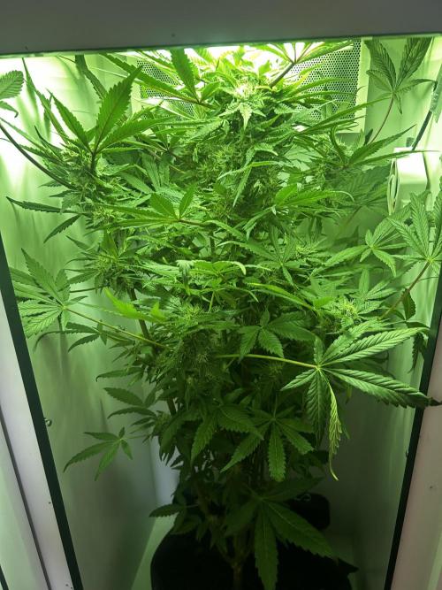 Ice Cream Haze. Week 9