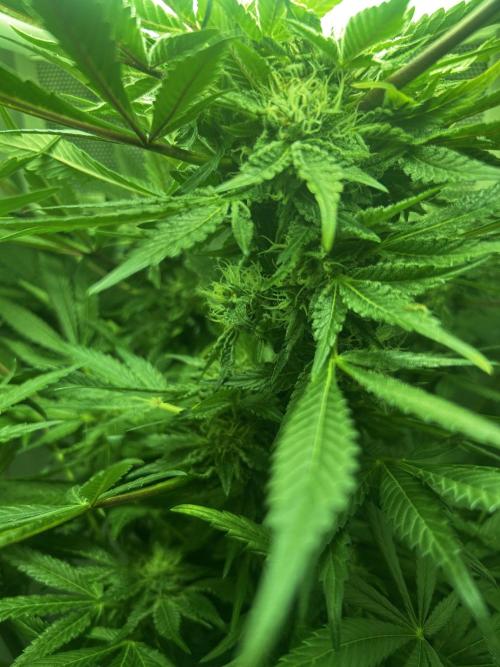 Ice Cream Haze. Week 9