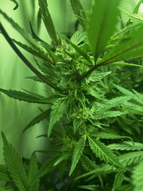 Ice Cream Haze. Week 9