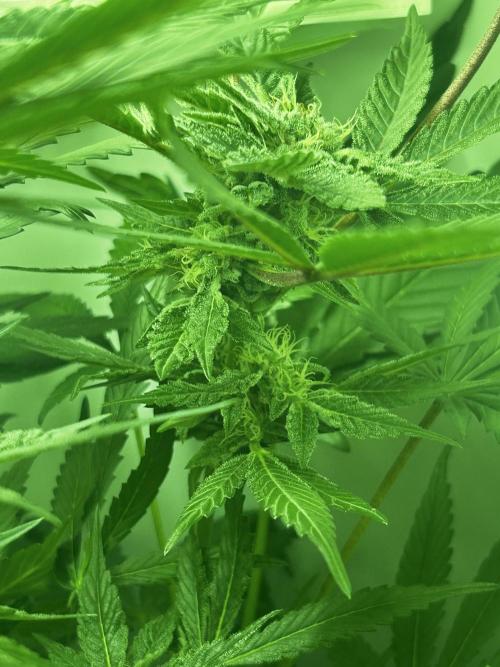 Ice Cream Haze. Week 9