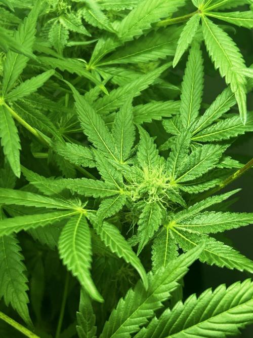 Ice Cream Haze. Week 9