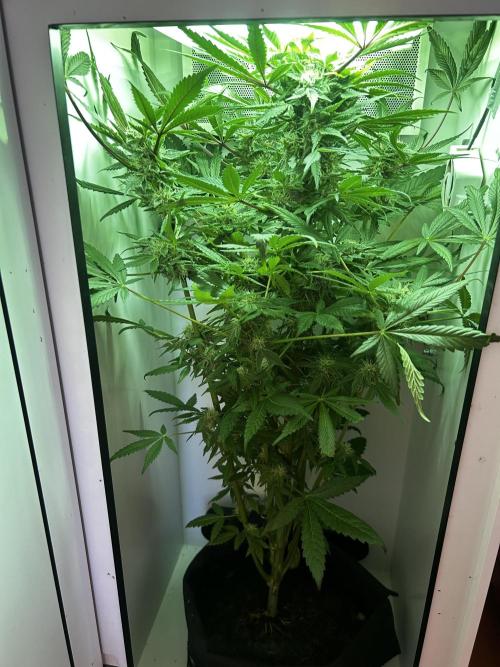 Ice Cream Haze. Week 9