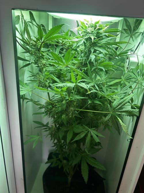 Ice Cream Haze. Week 10
