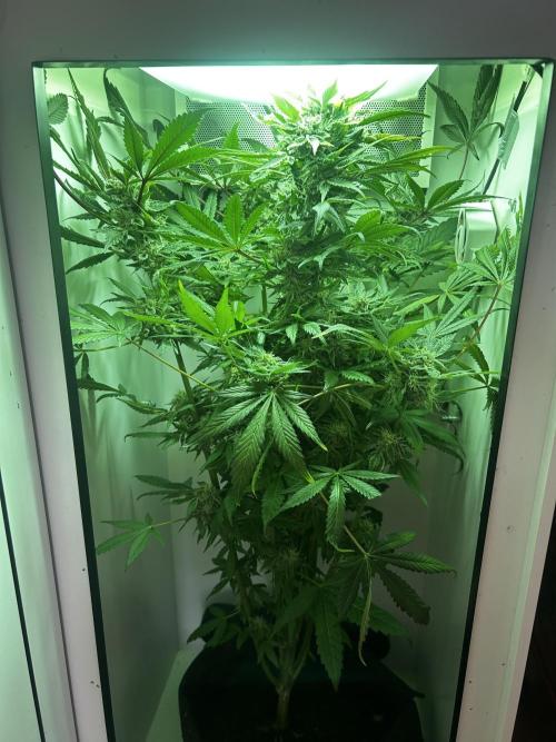 Ice Cream Haze. Week 10