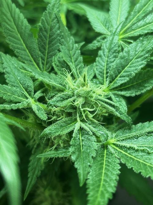 Ice Cream Haze. Week 10
