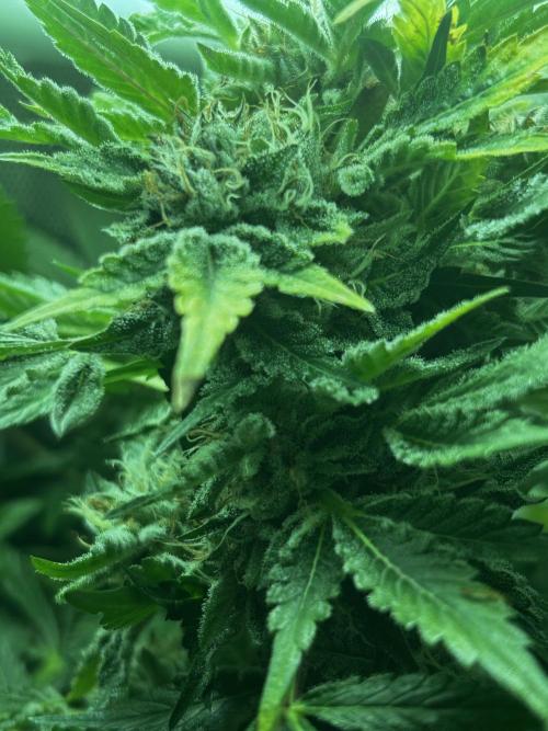 Ice Cream Haze. Week 10