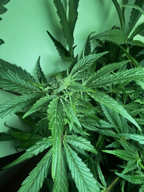 Ice Cream Haze. Week 10