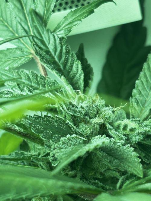 Ice Cream Haze. Week 10
