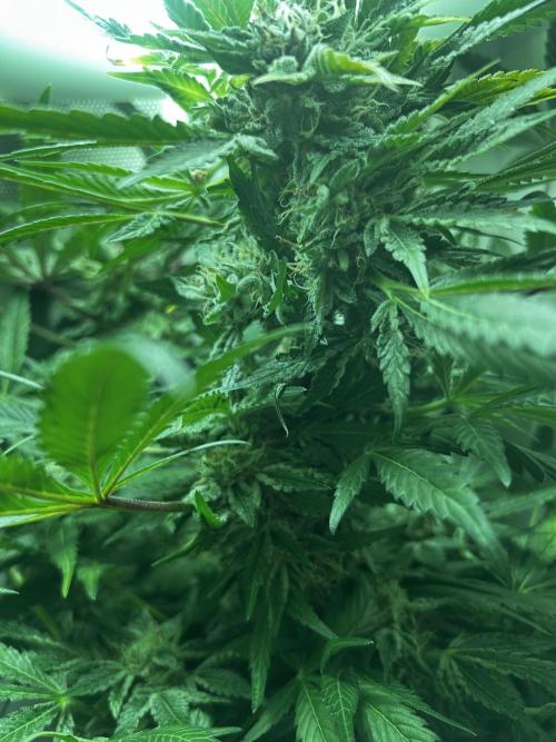 Ice Cream Haze. Week 10