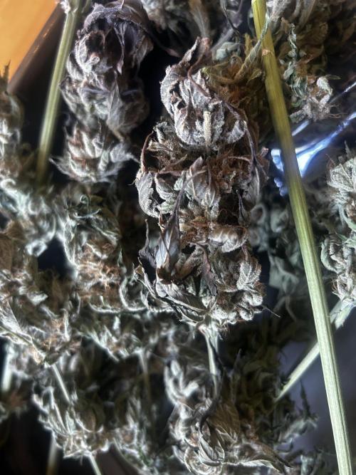 Ice Cream Haze. Week 11