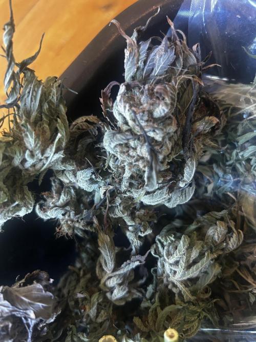 Ice Cream Haze. Week 11