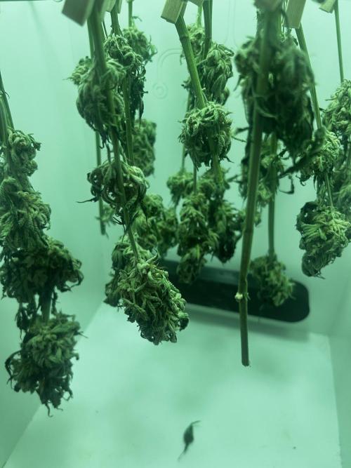 Ice Cream Haze. Week 11