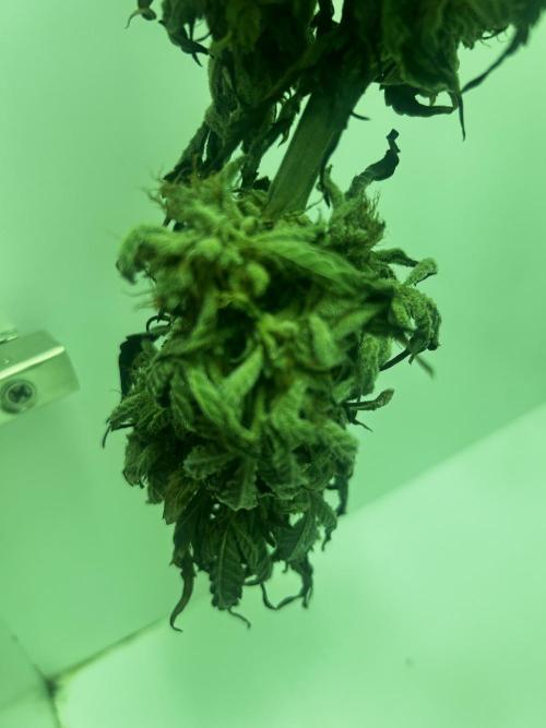 Ice Cream Haze. Week 11