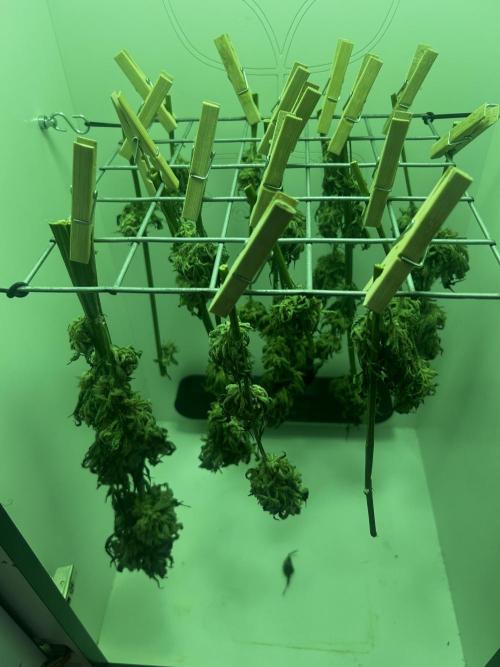 Ice Cream Haze. Week 11