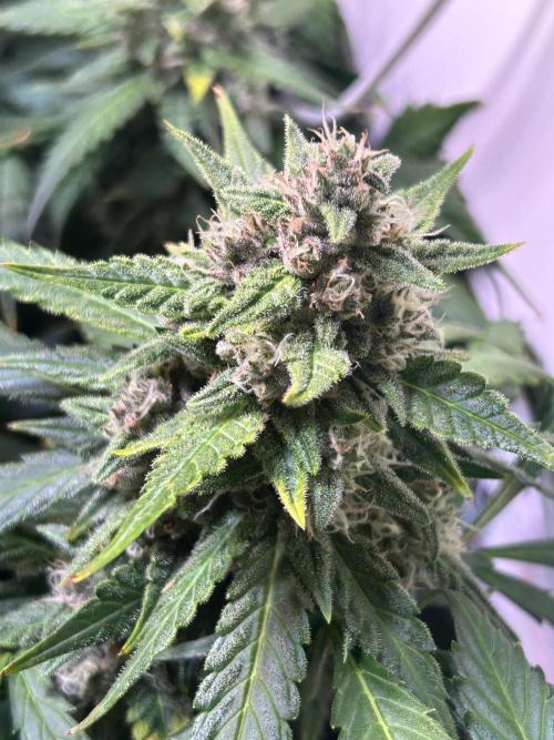 Red Tropicana Cookies Summergrow. Week 8