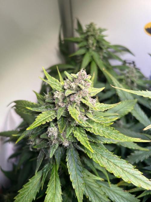 Red Tropicana Cookies Summergrow. Week 8