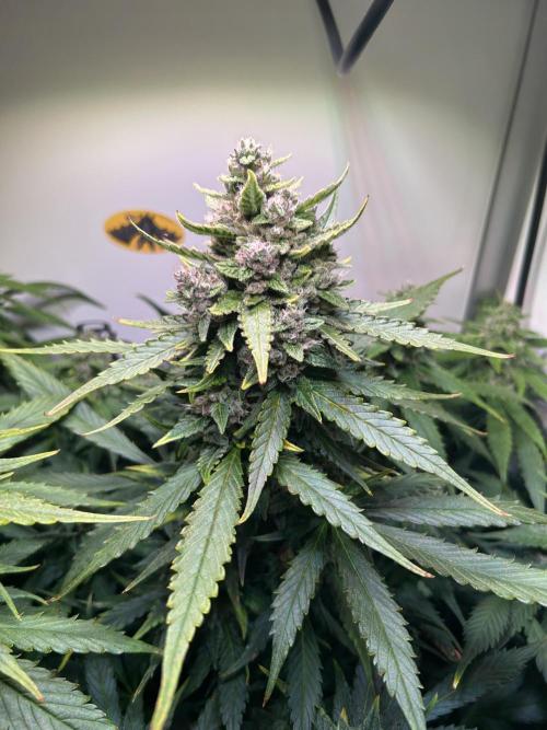 Red Tropicana Cookies Summergrow. Week 8