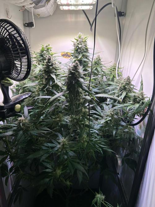 Red Tropicana Cookies Summergrow. Week 8