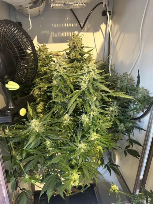 Red Tropicana Cookies Summergrow. Week 8