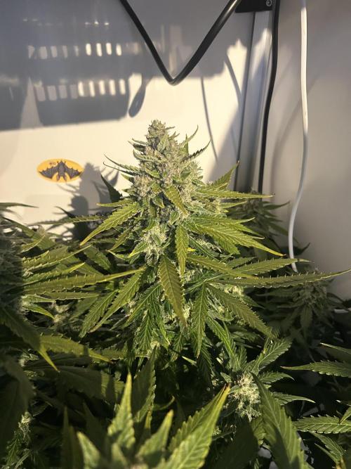Red Tropicana Cookies Summergrow. Week 8
