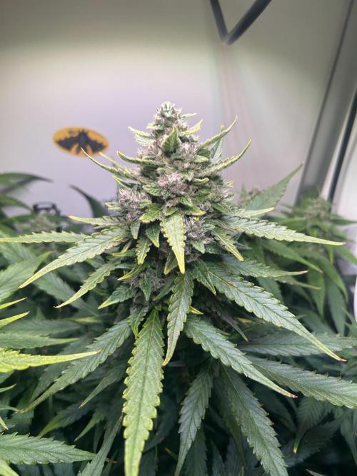 Red Tropicana Cookies Summergrow. Week 8