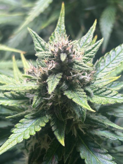 Red Tropicana Cookies Summergrow. Week 8