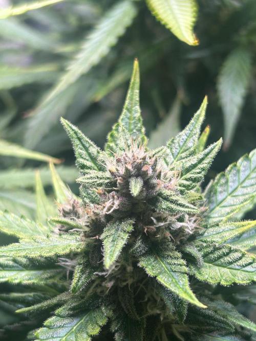 Red Tropicana Cookies Summergrow. Week 8