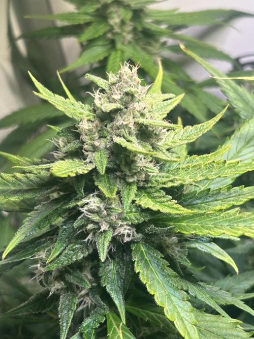 Red Tropicana Cookies Summergrow. Week 8